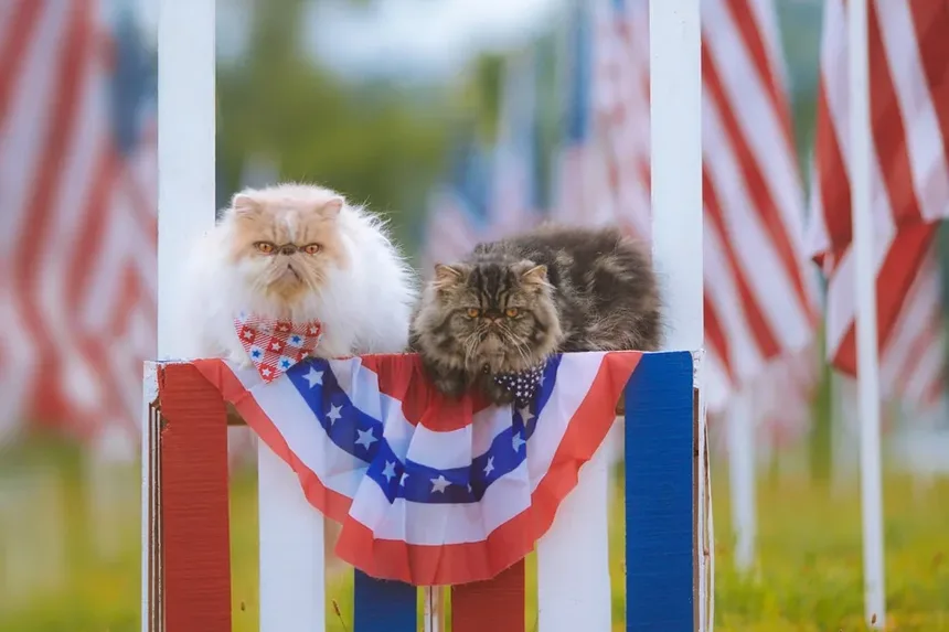 O que Dar a um Gato para Vômito e Diarreia