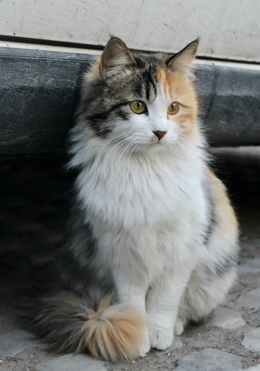 Por que meu gato se esconde debaixo da cama?