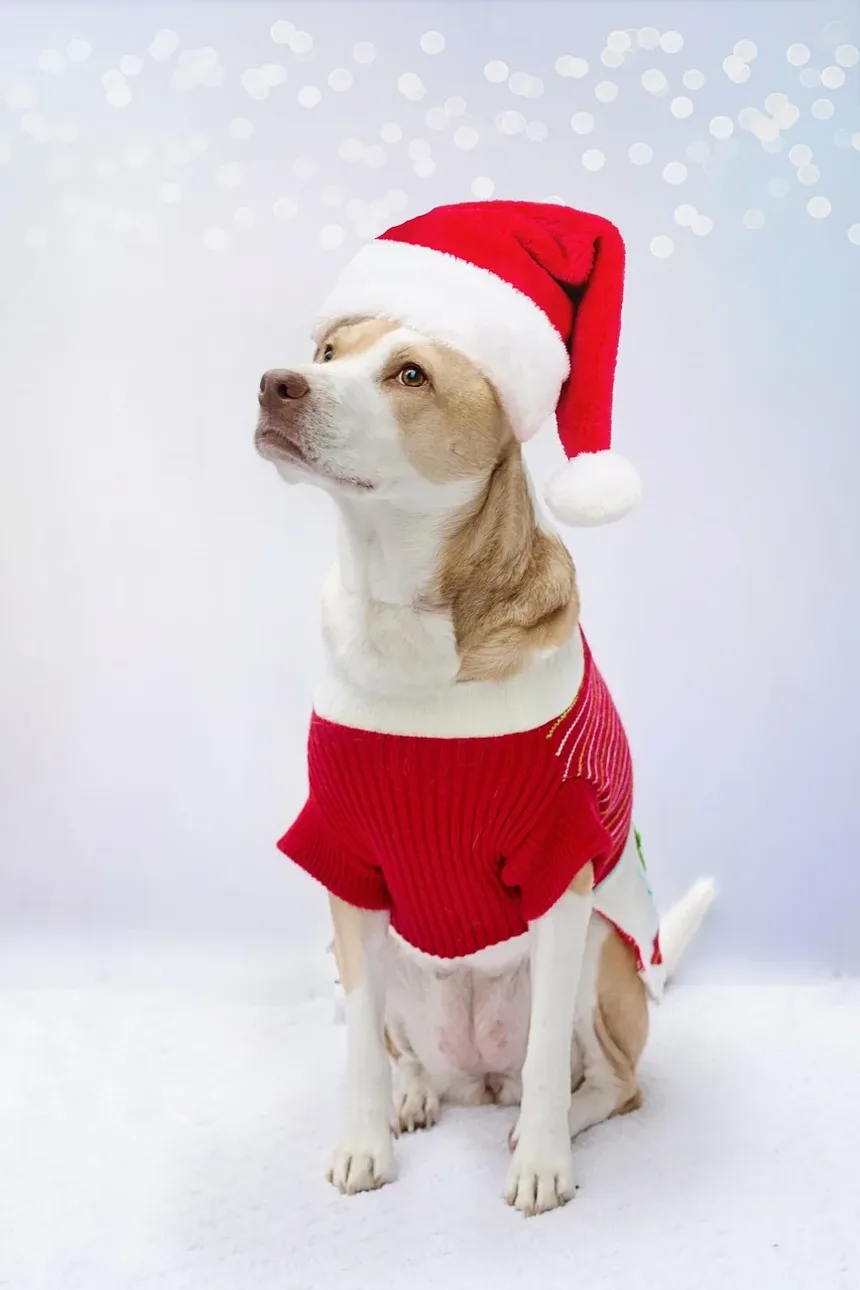 Por Que Meu Cão Cava no Quintal? Entendendo o Comportamento de Escavação Canina