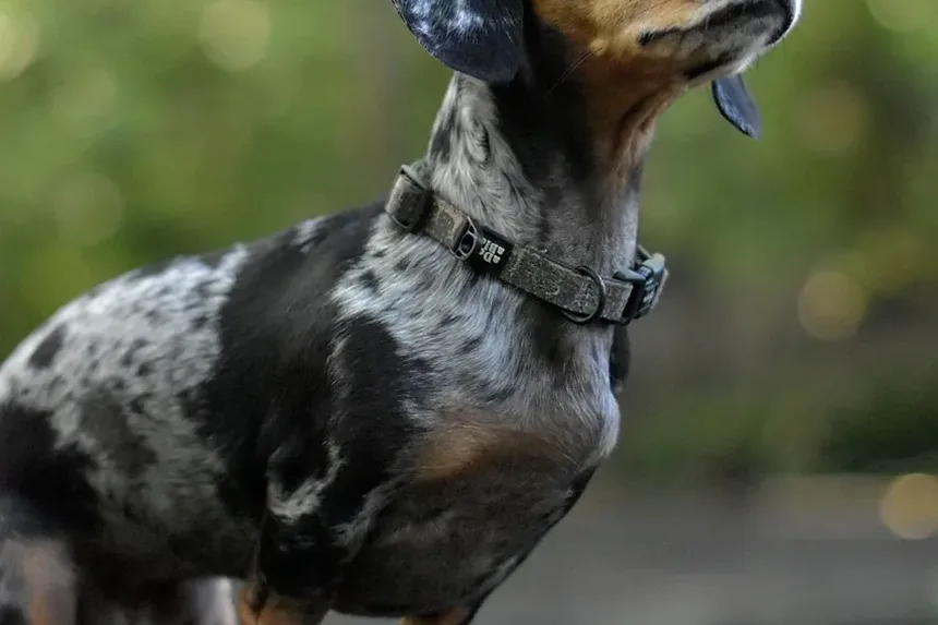 Por Que Meu Cão Cava no Quintal? Entendendo o Comportamento de Escavação Canina